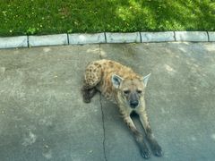 -北京野生动物园