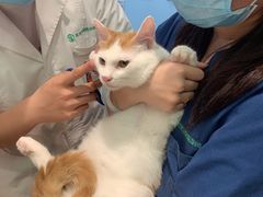 -瑞派·关忠动物医院·异宠专科·犬猫肿瘤·皮肤专科(望京店)