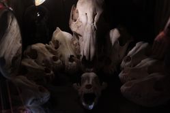 -白泽刺青纹身