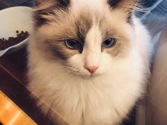 -猫大福·Fortune Cat猫舍(百子湾店)