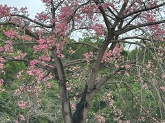 -珠海圆明新园