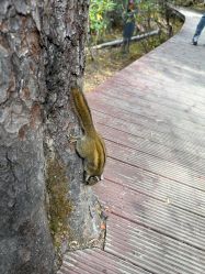 -纳帕海依拉草原