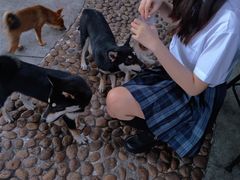 -柴犬高等学院·狗咖·柴犬售卖·宠物训练