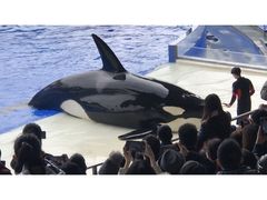 -上海海昌海洋公园-停车场