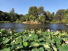 -墨尔本皇家植物园