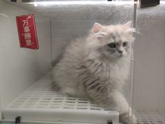 -lincat·猫舍(广州店)