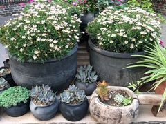 -瓦库茶馆17号(海汇港店)