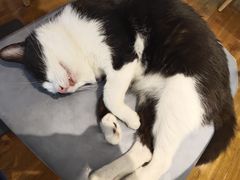 -绒爪撸猫下午茶·猫咖