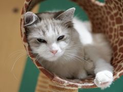 -飞行喵MR PILOT|猫舍·猫咖(静安大融城店)