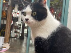 -喵屿·大理花园猫咖