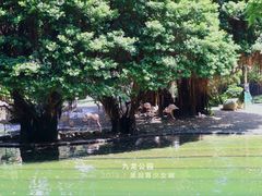 -九龙公园