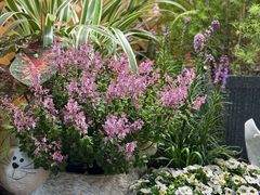 -双季花艺园艺市场(浦东店)