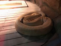 蟒蛇-西安秦岭野生动物园