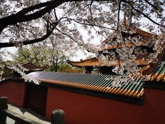 -紫金山山顶公园