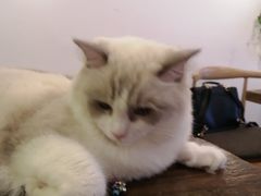 -喵园·猫主题咖啡厅·撸猫·猫咖(国贸店)