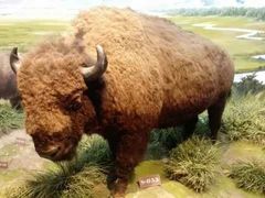 -陕西自然博物馆