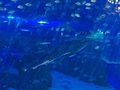 -成都浩海立方海洋公园