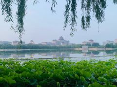 -莲花池公园