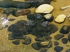 -夏家大锅台炖鱼馆