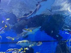 -海合安武汉极地海洋公园