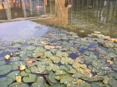 -田园东方蜜桃村的田野营地