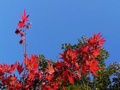 -广州市帽峰山景区