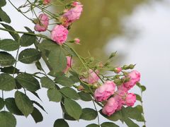 -朝阳公园