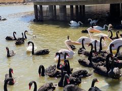 -新疆天山野生动物园