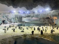 -帝企鹅自助餐厅•儿童岛•真企鹅(长隆企鹅酒店)