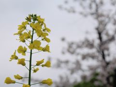 -顾村公园
