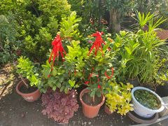 -龙大花卉苗木市场