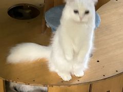 -柚子猫舍·精品猫舍购猫·猫咪认养·购宠·宠物店