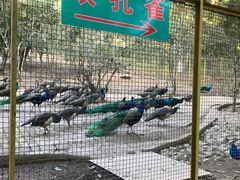 -莫里热带雨林景区