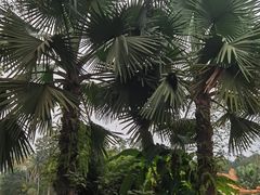 -中国科学院西双版纳热带植物园