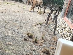 -上海野生动物园老虎餐厅