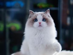 -柚子猫舍·精品猫舍购猫·猫咪认养·购宠·宠物店