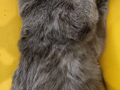 -猫在这儿猫咪咖啡馆·撸猫馆