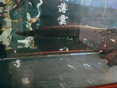 -花鸟鱼古玩市场