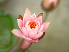 -微山湖红荷湿地景区