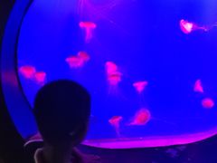 -烟台海昌鲸鲨海洋公园