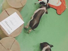 -藦茜花园宠物主题亲子互动体验馆(国顺东路店)
