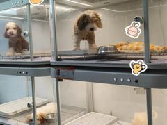 -翊宠yipet猫狗购宠庄园犬舍•猫舍