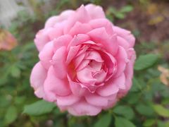 -陈家山荷花公园