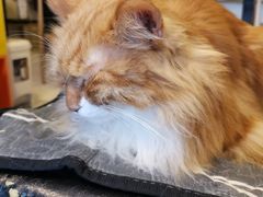 -平行世界·猫咖(首经贸店)