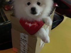 -帕帕拉兹宠物(亚洲旗舰店)