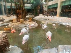 -白虎自助餐厅·真老虎·景观自助餐厅(广州长隆酒店)