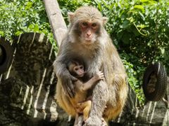 -西双版纳原始森林公园