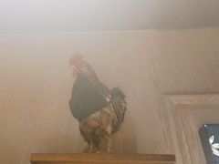 -俭寨大盘鸡·缸子肉·小公鸡·新疆菜(云通店)