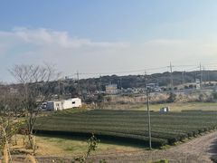 -雪绿茶博物馆