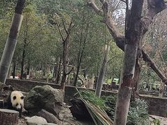 -都江堰中华大熊猫苑
